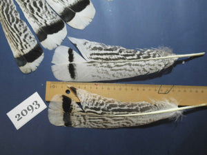 26 Pcs Turkey Tail Feathers, Fly Tying Material,Craft Feathers,Natural Turkey Feathers (2093)