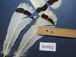 20 Pcs Turkey Tail Feathers, Fly Tying Material,Craft Feathers,Natural Turkey Feathers (2095)