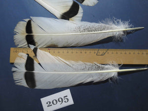 20 Pcs Turkey Tail Feathers, Fly Tying Material,Craft Feathers,Natural Turkey Feathers (2095)