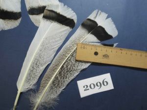 30 Pcs Turkey Tail Feathers, Fly Tying Material,Craft Feathers,Natural Turkey Feathers (2096)