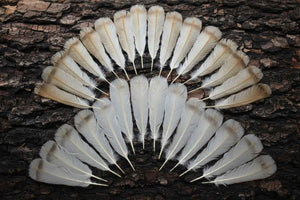 30 Pcs Turkey Tail Feathers, Fly Tying Material,Craft Feathers,Natural Turkey Feathers (2098)
