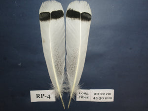 Royal Palm Turkey Tail Feathers (One Pair Set) ,Fly Tying Material,Craft Feathers,Natural Turkey Feathers.