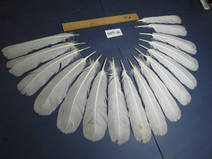 16 Pcs White Turkey Tail Feathers, Turkey Feathers,Fly Tying Material,Craft Feathers,Natural Turkey Feathers (W-520)