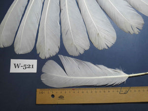16 Pcs White Turkey Tail Feathers, Turkey Feathers,Fly Tying Material,Craft Feathers,Natural Turkey Feathers (W-521)