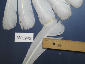 16 Pcs White Turkey Tail Feathers, Turkey Feathers,Fly Tying Material,Craft Feathers,Natural Turkey Feathers (W-523)