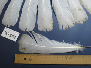 16 Pcs White Turkey Tail Feathers, Turkey Feathers,Fly Tying Material,Craft Feathers,Natural Turkey Feathers (W-524)