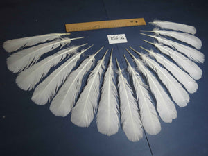 16 Pcs White Turkey Tail Feathers, Turkey Feathers,Fly Tying Material,Craft Feathers,Natural Turkey Feathers (W-532)