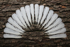 natural turkey feathers