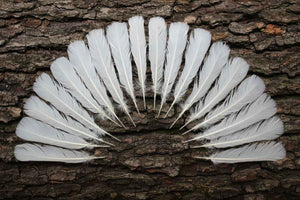 18 Pcs White Turkey Tail Feathers, Turkey Feathers,Fly Tying Material,Craft Feathers,Natural Turkey Feathers (W-535)