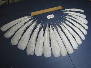 18 Pcs White Turkey Tail Feathers, Turkey Feathers,Fly Tying Material,Craft Feathers,Natural Turkey Feathers (W-536)