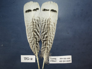 Tiger Turkey Tail Feathers (One Pair Set) ,Fly Tying Material,Craft Feathers,Natural Turkey Feathers.