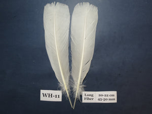 White Turkey Tail Feathers (One Pair Set) ,Fly Tying Material,Craft Feathers,Natural Turkey Feathers.