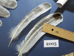 38 Pcs Turkey Wing Feathers, Fly Tying Material,Craft Feathers,Natural Turkey Feathers (2105)