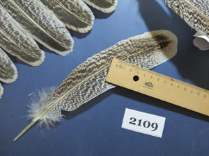 44 Pcs Turkey Wing Feathers, Fly Tying Material,Craft Feathers,Natural Turkey Feathers (2109)
