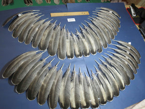 42 Pcs Turkey Wing Feathers, Fly Tying Material,Craft Feathers,Natural Turkey Feathers (2110)