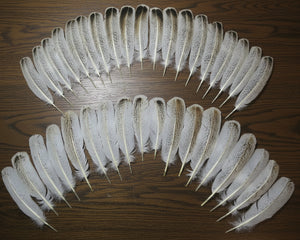 natural turkey feathers