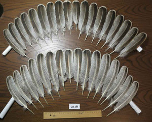 34 Pcs Turkey Wing Feathers, Fly Tying Material,Craft Feathers,Natural Turkey Feathers (2116)