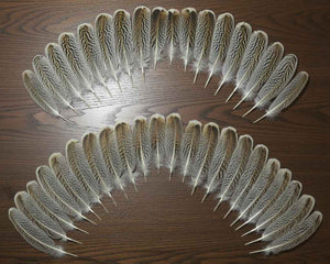 40 Pcs Turkey Wing Feathers, Fly Tying Material,Craft Feathers,Natural Turkey Feathers (2117)