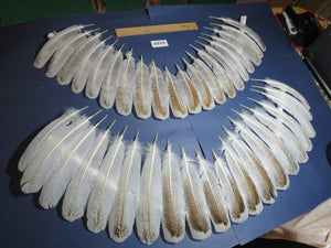 40 Pcs Turkey Wing Feathers, Fly Tying Material,Craft Feathers,Natural Turkey Feathers (2120)