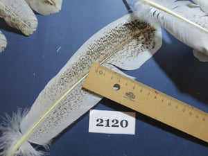 40 Pcs Turkey Wing Feathers, Fly Tying Material,Craft Feathers,Natural Turkey Feathers (2120)