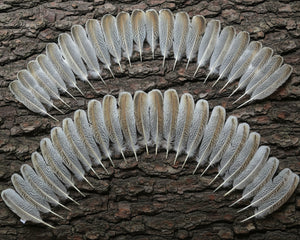 natural turkey feathers