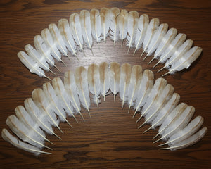 natural turkey feathers