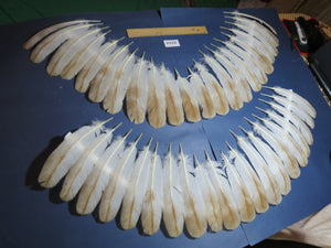 42 Pcs Turkey Wing Feathers, Fly Tying Material,Craft Feathers,Natural Turkey Feathers (2122)