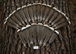 22 Pcs Turkey Tail Feathers, Fly Tying Material,Craft Feathers,Natural Turkey Feathers (2127)