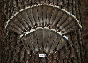 natural turkey feathers