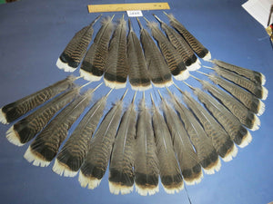 22 Pcs Turkey Tail Feathers, Fly Tying Material,Craft Feathers,Natural Turkey Feathers (2127)
