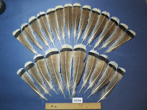 24 Pcs Turkey Tail Feathers, Fly Tying Material,Craft Feathers,Natural Turkey Feathers (2129)