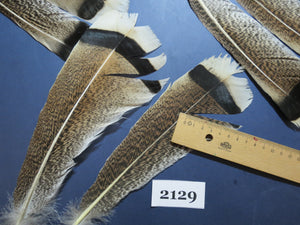 24 Pcs Turkey Tail Feathers, Fly Tying Material,Craft Feathers,Natural Turkey Feathers (2129)
