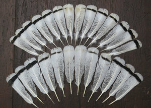 natural turkey feathers