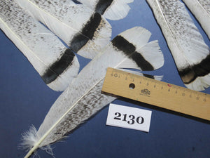 26 Pcs Turkey Tail Feathers, Fly Tying Material,Craft Feathers,Natural Turkey Feathers (2130)
