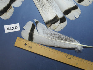 26 Pcs Turkey Tail Feathers, Fly Tying Material,Craft Feathers,Natural Turkey Feathers (2130)