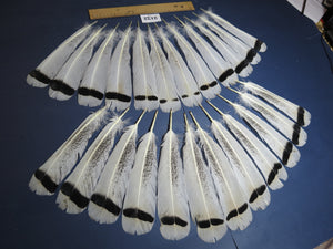 24 Pcs Turkey Tail Feathers, Fly Tying Material,Craft Feathers,Natural Turkey Feathers (2132)