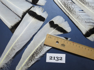 24 Pcs Turkey Tail Feathers, Fly Tying Material,Craft Feathers,Natural Turkey Feathers (2132)