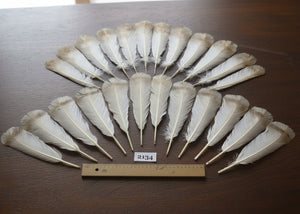 natural turkey feathers
