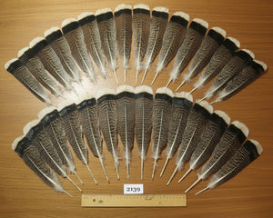 natural turkey feathers