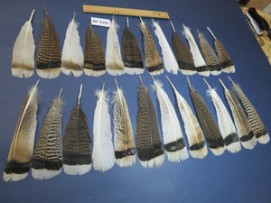 24 Pcs Natural Turkey Tail Feathers, Fly Tying Materials, Genuine Feathers (MIX-40)