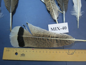 24 Pcs Natural Turkey Tail Feathers, Fly Tying Materials, Genuine Feathers (MIX-40)