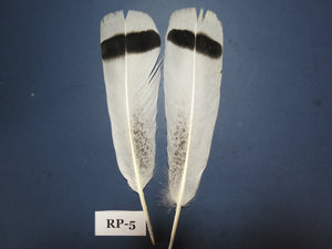 Royal Palm Turkey Tail Feathers (One Pair Set) ,Fly Tying Material,Craft Feathers,Natural Turkey Feathers.