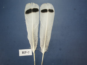Royal Palm Turkey Tail Feathers (One Pair Set) ,Fly Tying Material,Craft Feathers,Natural Turkey Feathers.