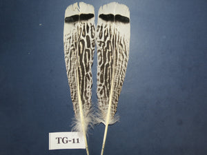 Tiger Turkey Tail Feathers (One Pair Set) ,Fly Tying Material,Craft Feathers,Natural Turkey Feathers.