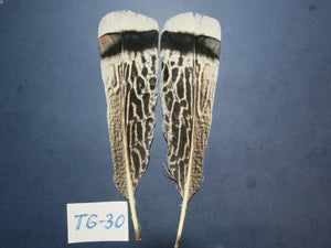 Tiger Turkey Tail Feathers (One Pair Set) ,Fly Tying Material,Craft Feathers,Natural Turkey Feathers.