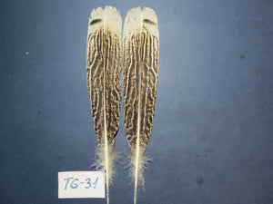 Tiger Turkey Tail Feathers (One Pair Set) ,Fly Tying Material,Craft Feathers,Natural Turkey Feathers.