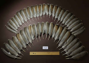 48 Pcs Turkey Wing Feathers, Fly Tying Material,Craft Feathers,Natural Turkey Feathers (2152)