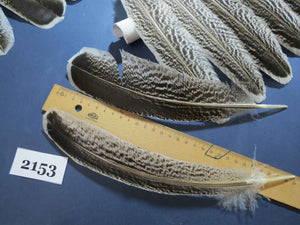 40 Pcs Turkey Wing Feathers, Fly Tying Material,Craft Feathers,Natural Turkey Feathers (2153)
