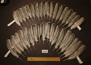 natural turkey feathers