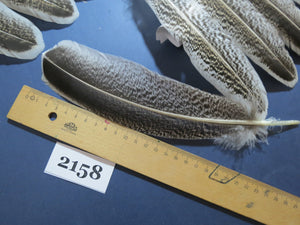36 Pcs Turkey Wing Feathers, Fly Tying Material,Craft Feathers,Natural Turkey Feathers (2158)